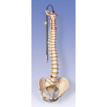 Colonna vertebrale flessibile classica, con bacino femminile