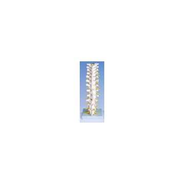 Colonna vertebrale toracica