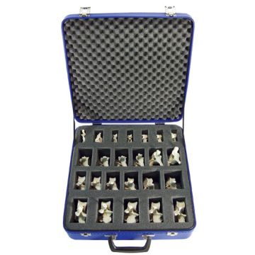 Set con 24 vertebre BONElike