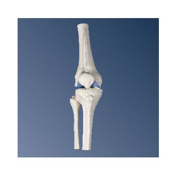 Mini articolazione del ginocchio, senza base