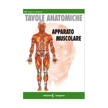Apparato muscolare. Tavole anatomiche