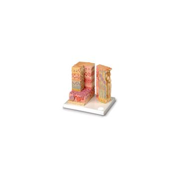 3B MICROanatomy