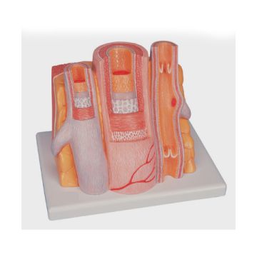 3B MICROanatomy™ Arteria e vena - ingrandito 14 volte 