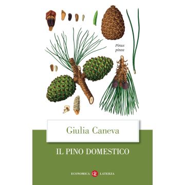 Il pino domestico