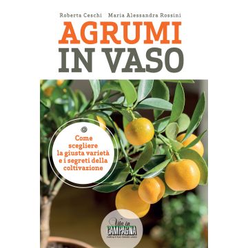 Agrumi in vaso