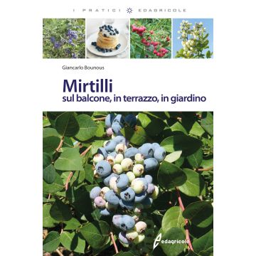 Mirtilli sul balcone, in terrazzo, in giardino
