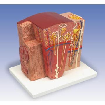 Rene 3B MICROanatomy