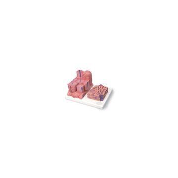 3B MICROanatomy™ Tubo digerente - ingrandito 20 volte  