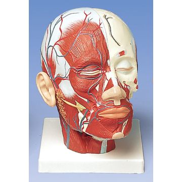 Muscolatura della testa con vasi sanguigni