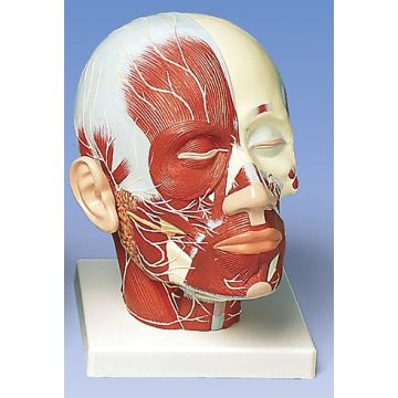 Muscolatura della testa con nervi