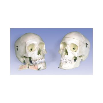 Cranio con denti estraibili, in 4 parti