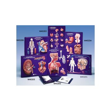 Set per l’insegnamento: Sistema circolatorio 